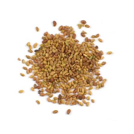 Alfalfa Green Manure Seeds (Seed Library)