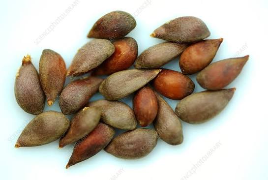 Eating Apple Seeds (Seed Library)