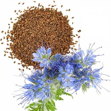 Lacy Phacelia Seeds (Seed Library)