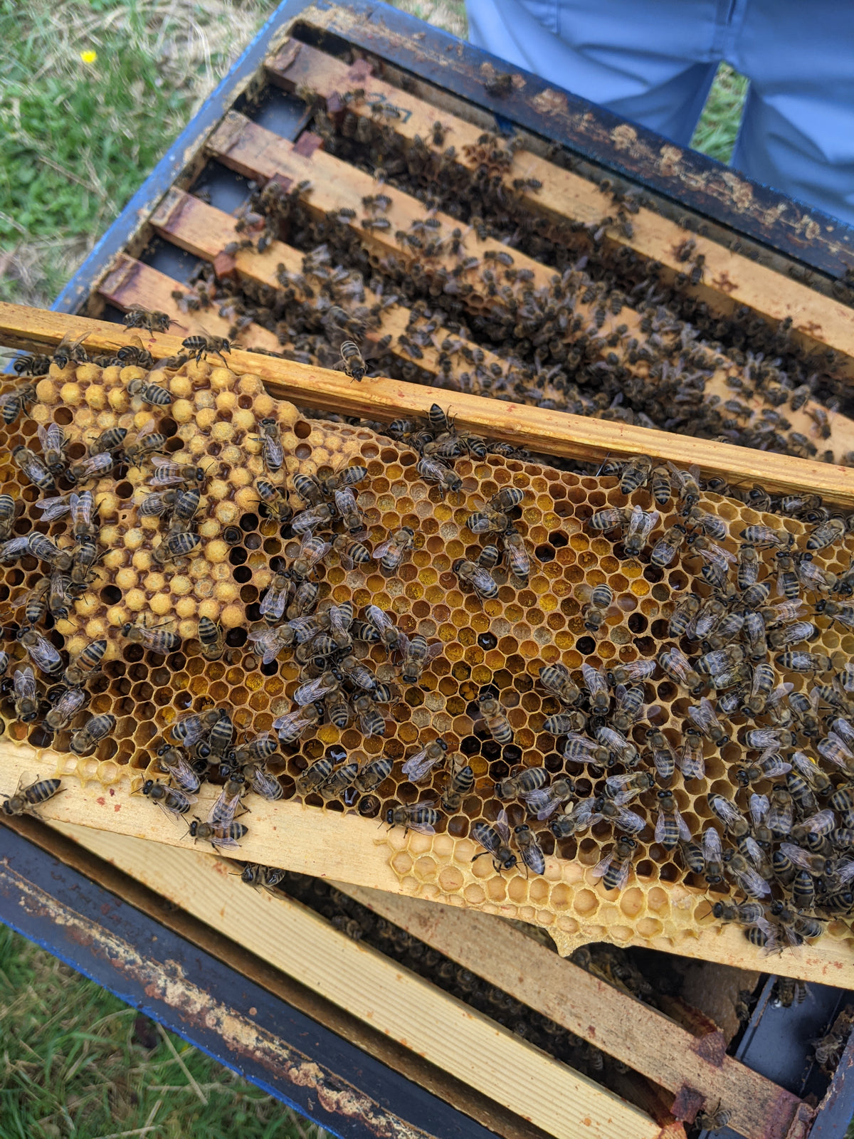 COURSE CONTENT – The Bee School