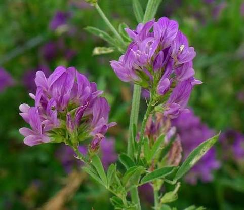 Alfalfa Green Manure Seeds (Seed Library)