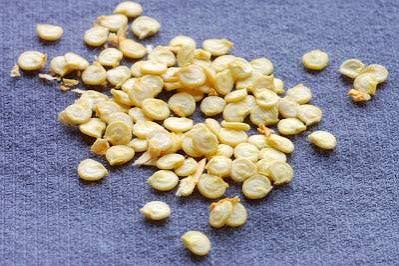 Red Bell Pepper Seeds (Seed Library)